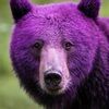 purplemamabear